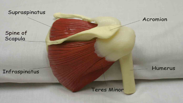 stabilizer muscles