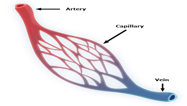 artery & vein