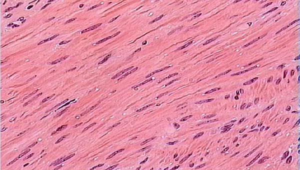 smooth muscle