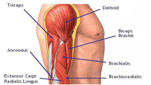 anatomy of the arm