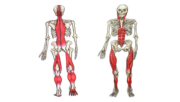 Anterior And Posterior