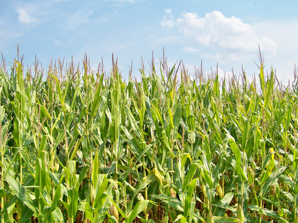 Corn Field