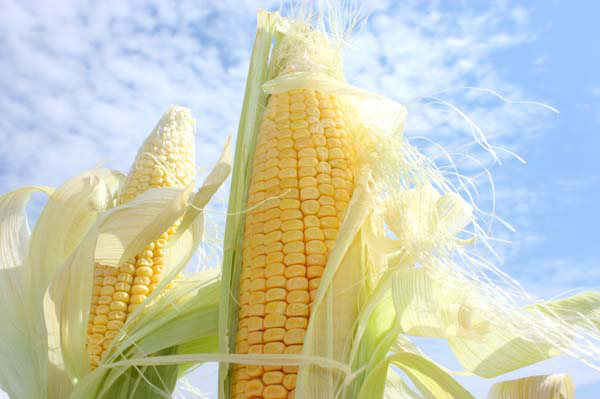 Good Corn