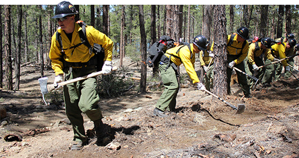 Firefighter Hotshots Digging Trenches