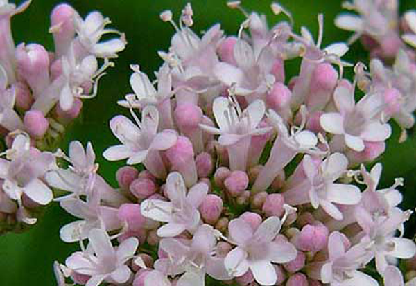 Valerian