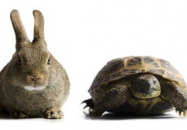 Tortoise And The Hare