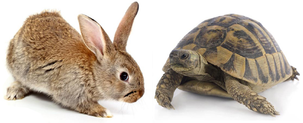 Tortoise VS Hare